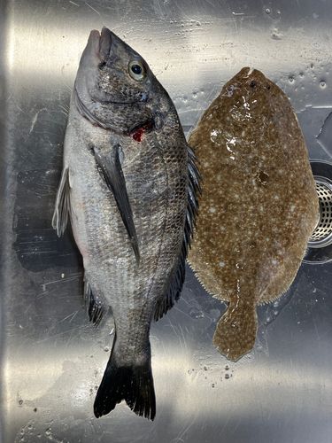 クロダイの釣果