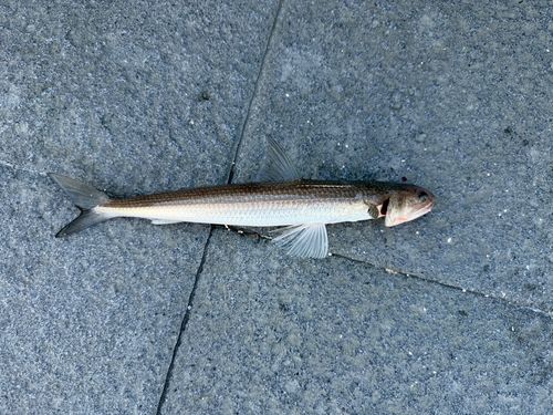 エソの釣果