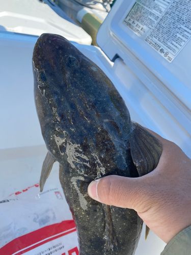 マゴチの釣果