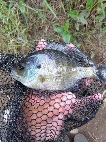 ブルーギルの釣果