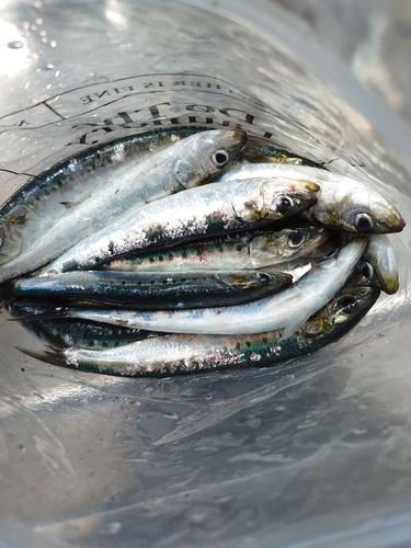 イワシの釣果