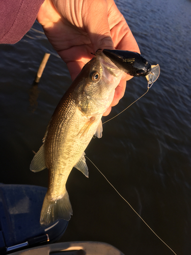 ラージマウスバスの釣果