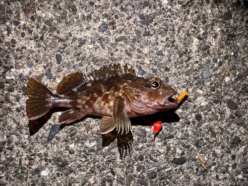 カサゴの釣果