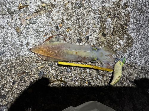 ケンサキイカの釣果