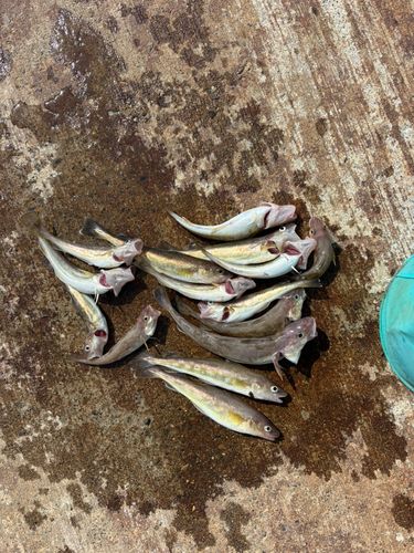 コマイの釣果