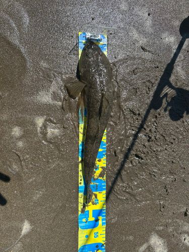 マゴチの釣果