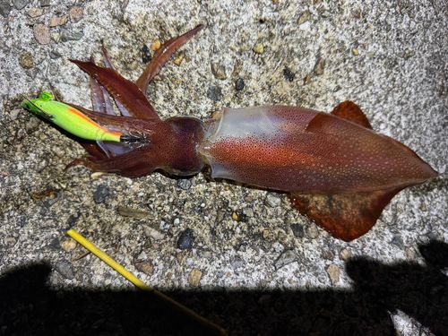 ケンサキイカの釣果