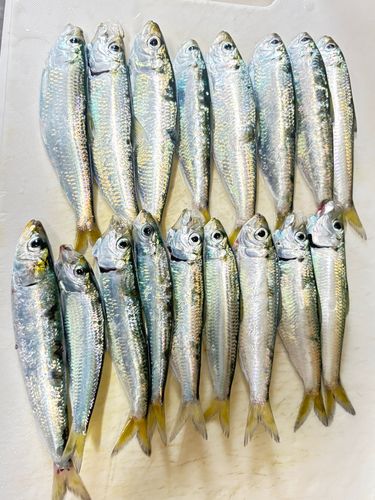 サッパの釣果