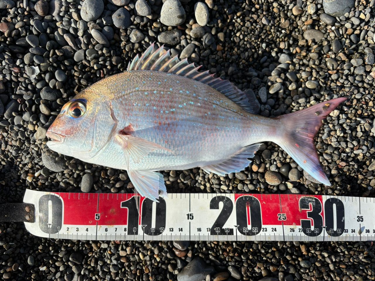 DAIWA 21メガディス HR/遠投 4-53遠投・Nの最安値・インプレ・釣果