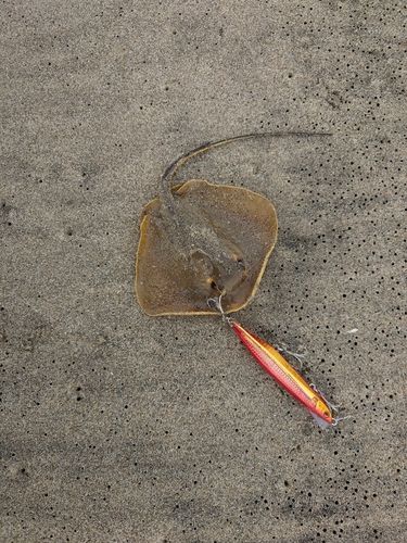 アカエイの釣果
