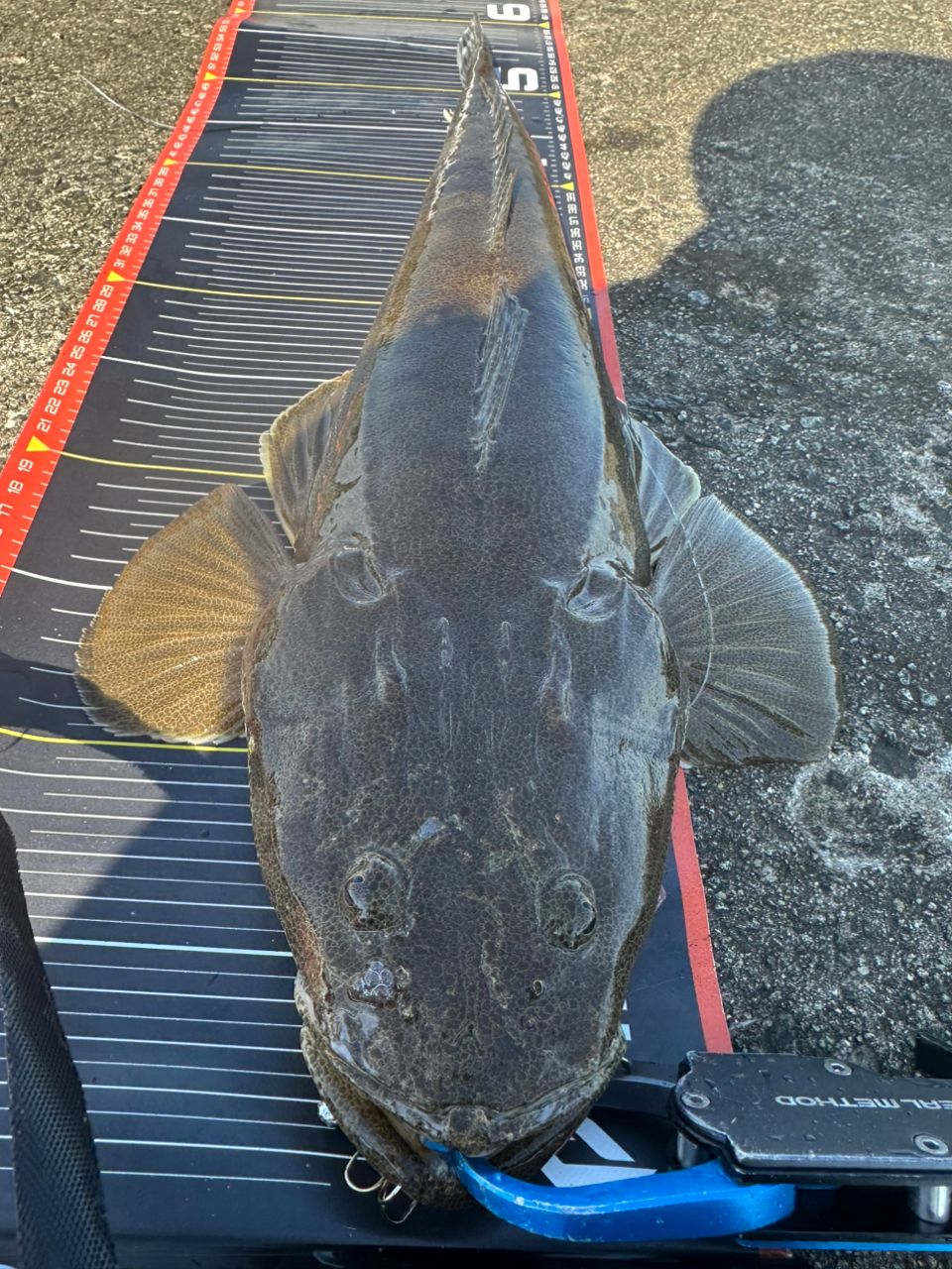 アングラー3264878 さんの 2026年05月06日のマゴチの釣り・釣果情報