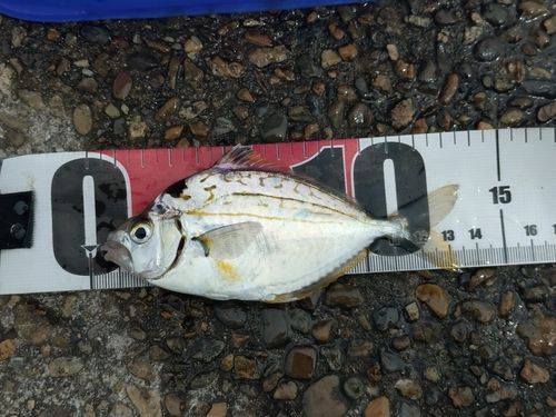 ヒイラギの釣果