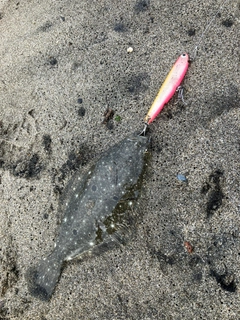 ソゲの釣果