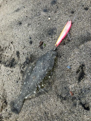 ソゲの釣果