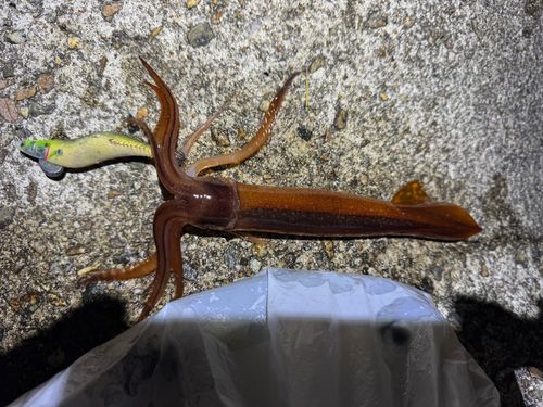 スルメイカの釣果