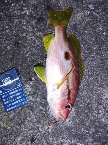 クロホシフエダイの釣果