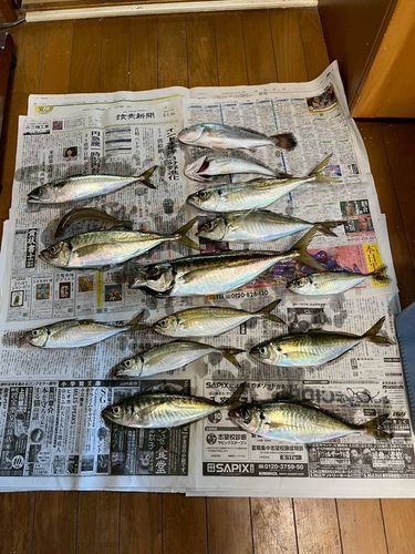 アジの釣果