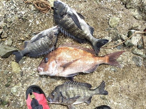チヌの釣果
