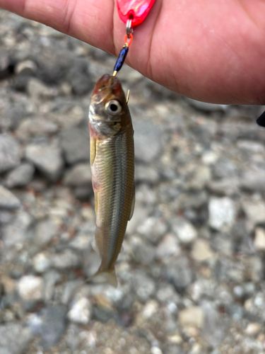 ワカサギの釣果