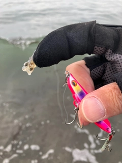 イカの釣果