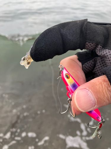 イカの釣果