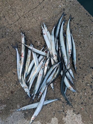 サヨリの釣果