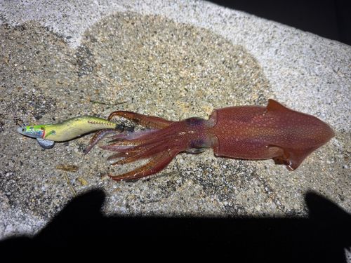 ケンサキイカの釣果