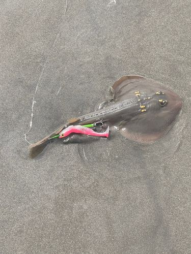 ウチワザメの釣果