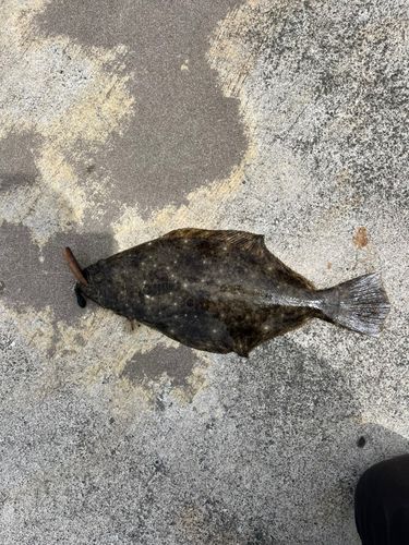 ヒラメの釣果