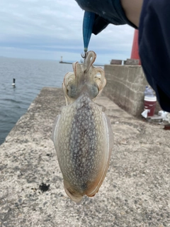 コウイカの釣果