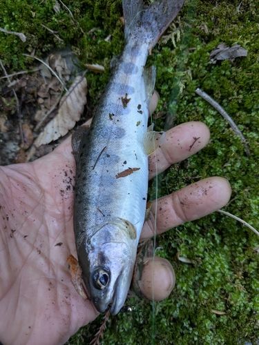 アマゴの釣果