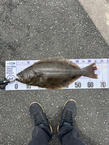 ヒラメの釣果