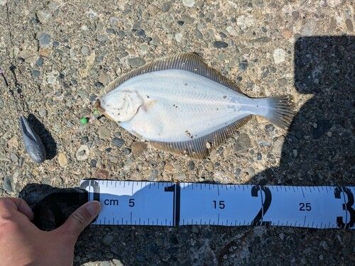 イシガレイの釣果