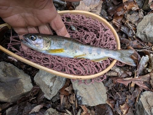 アマゴの釣果