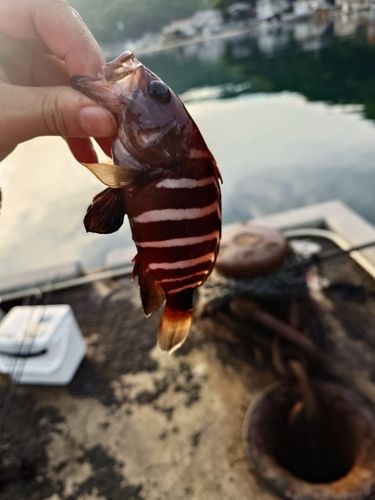 マハタの釣果