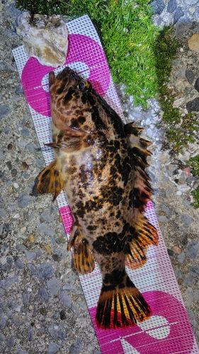 タケノコメバルの釣果