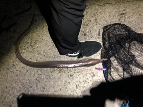 ハモの釣果