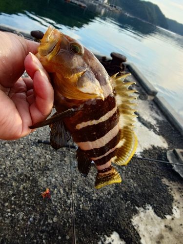 アオハタの釣果