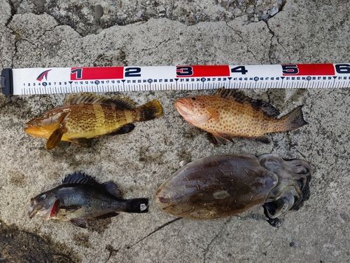オオモンハタの釣果