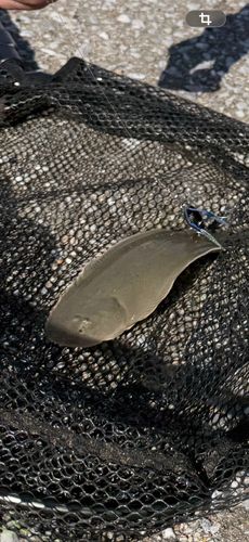 シタビラメの釣果