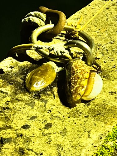 コウイカの釣果