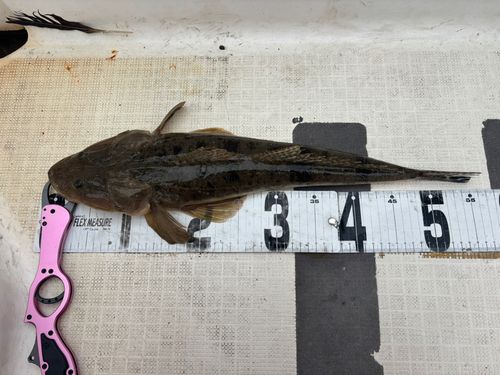 マゴチの釣果