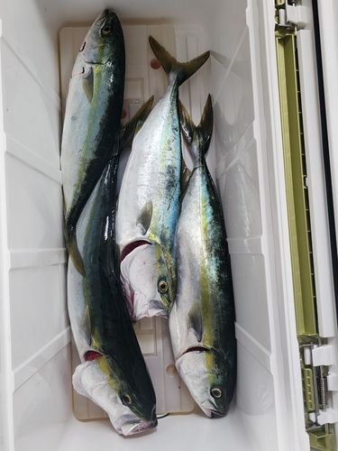 イナダの釣果