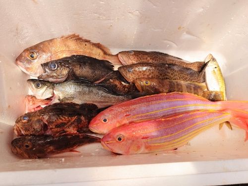 カサゴの釣果