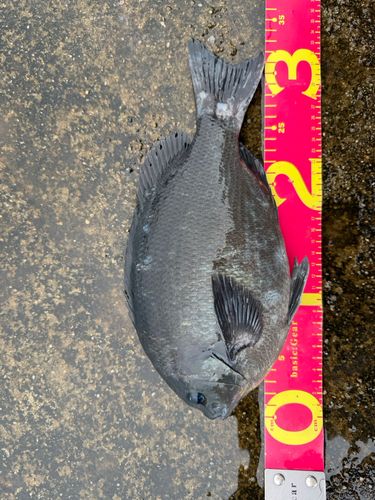 グレの釣果