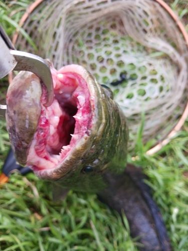 ライギョの釣果