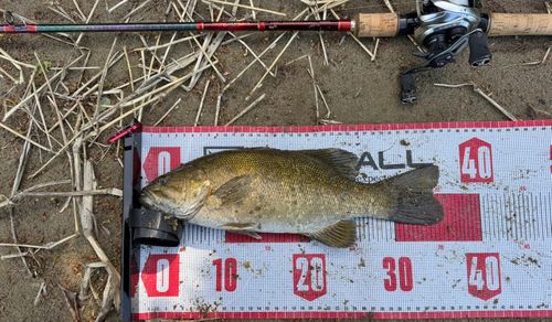スモールマウスバスの釣果