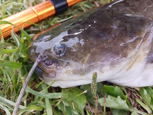 ナマズの釣果