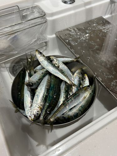 イワシの釣果
