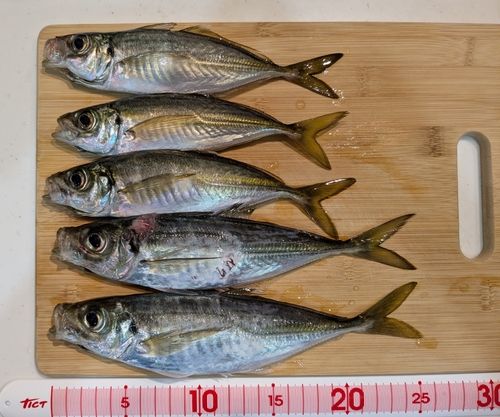 アジの釣果
